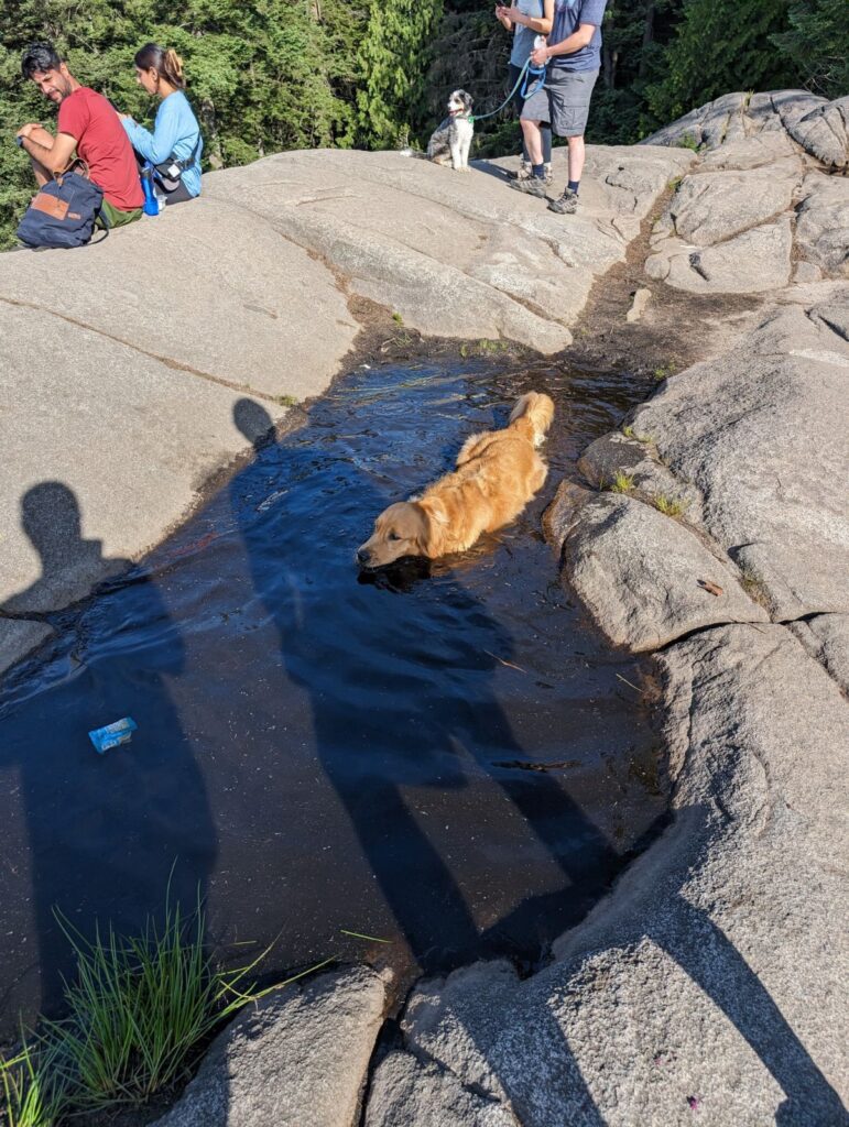 A good boy golden retriever taking a mud bath to cool down after hiking. Lots of people going “ewwwww!” all around us but he doesn’t care