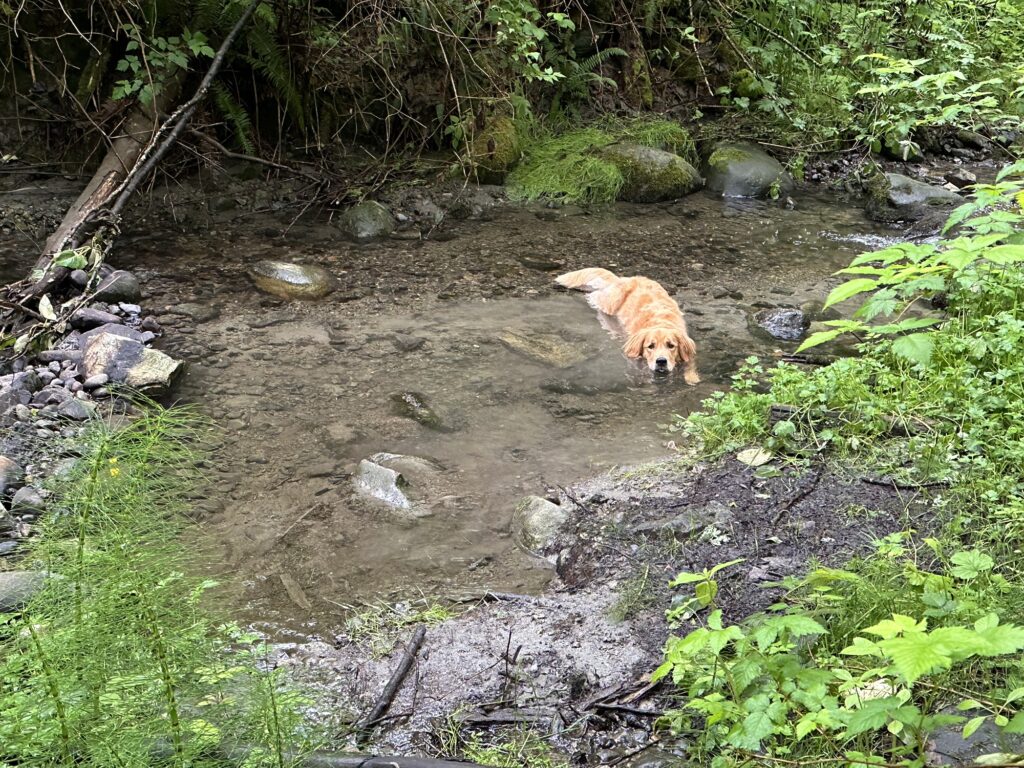 A good boy golden retriever taking a bath in a river stream to cool down from all the excitement of an afternoon walk.
