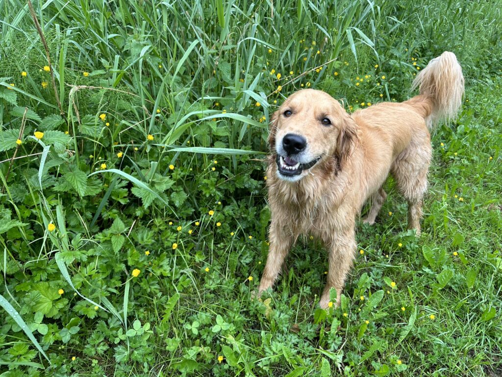 A good boy golden retriever eating some tall grass