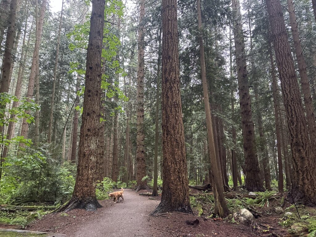 The good boy golden retriever is investigating the trees around Pacific Spirit Regional Park