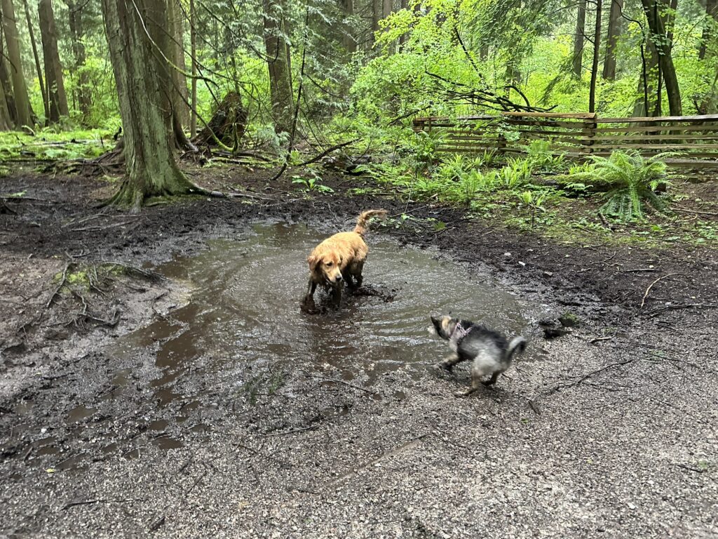 The good boy golden retriever met a lot of other good dogs and wasn't able to take a relaxing mud bath in peace.