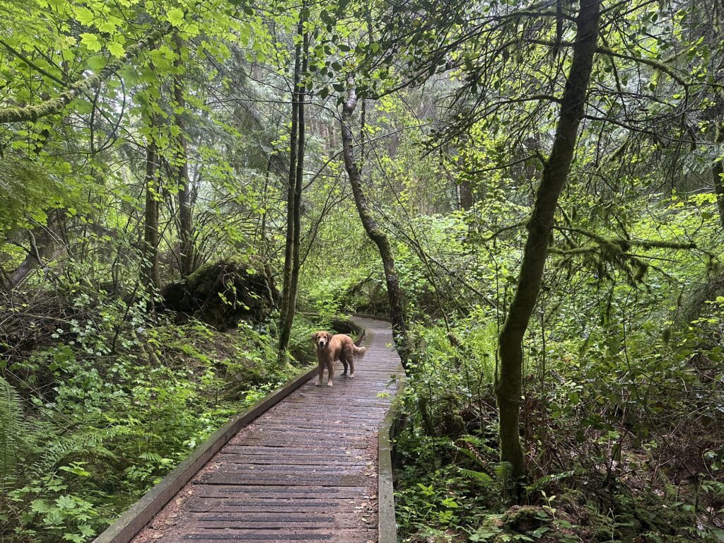 The good boy golden retriever is in a hurry to explore more as he waits for me on an elevated wooden path across the rain forest