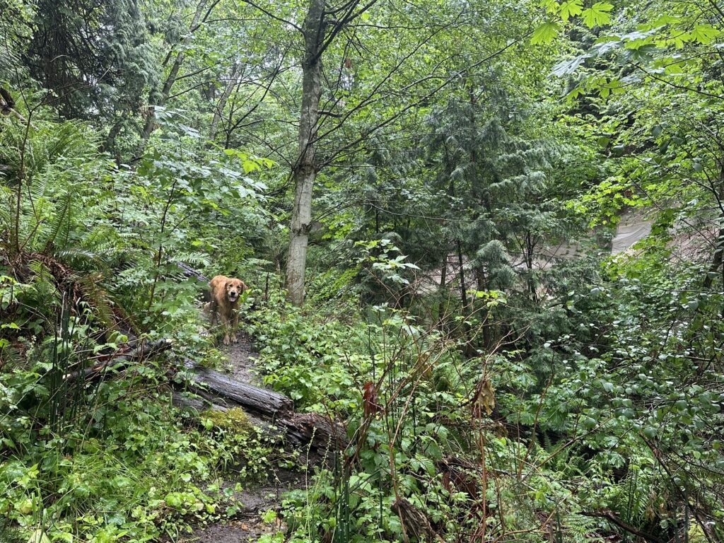 The good boy golden retriever waits for me again on an unofficial trail lost in the rain forest, near the ocean shore.