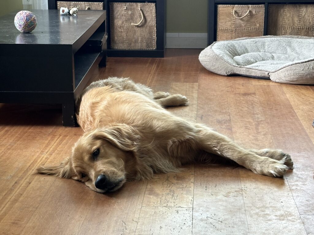 A good boy golden retriever lying on the living room's hardwood floor, looking very tired.