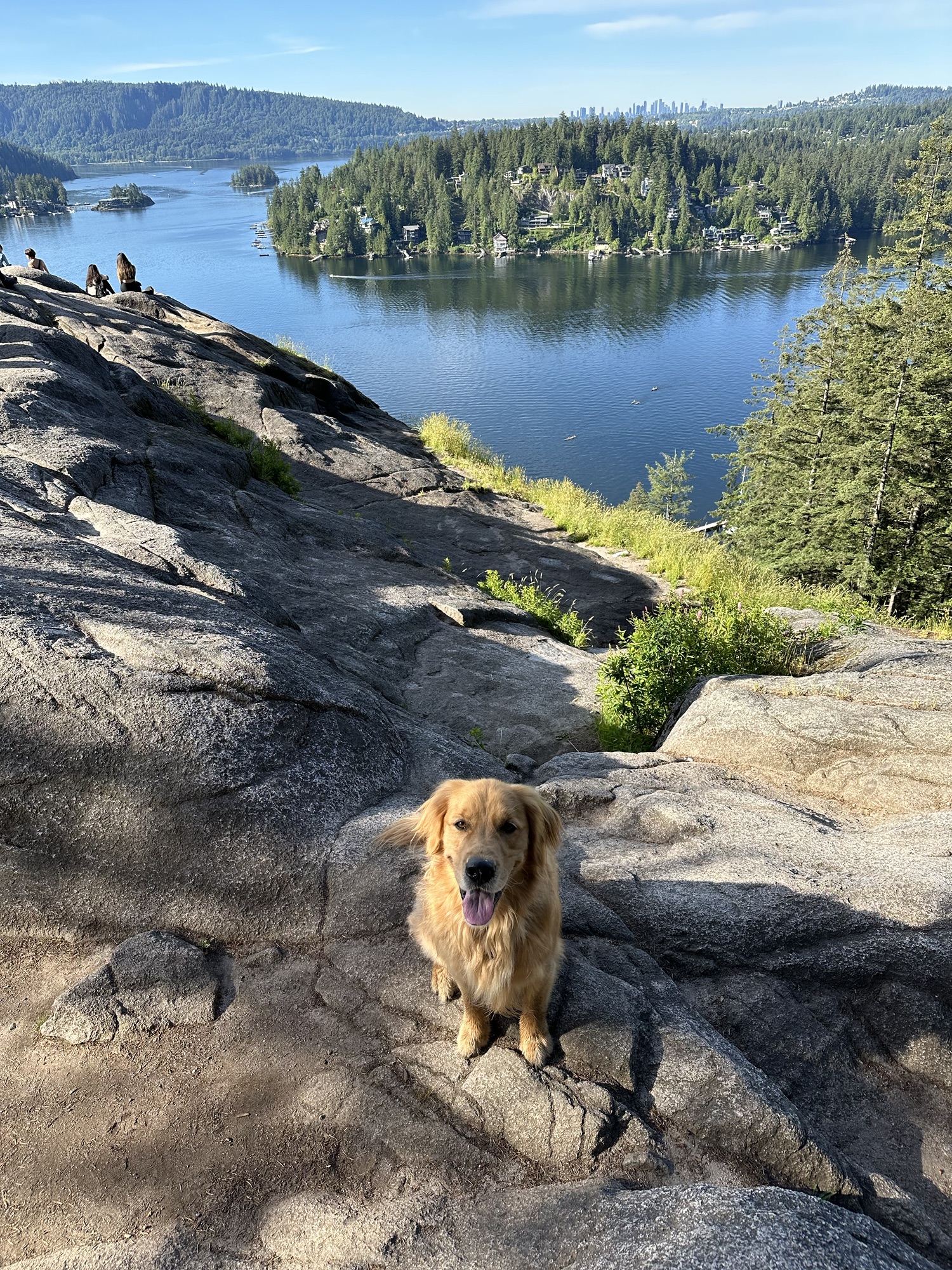 A good boy golden retriever sitting at the top of Quarry Rock near Deep Cove, BC. It overlooks the Indian Arm, with Belcarra and Burnaby Mountain visible in the background 