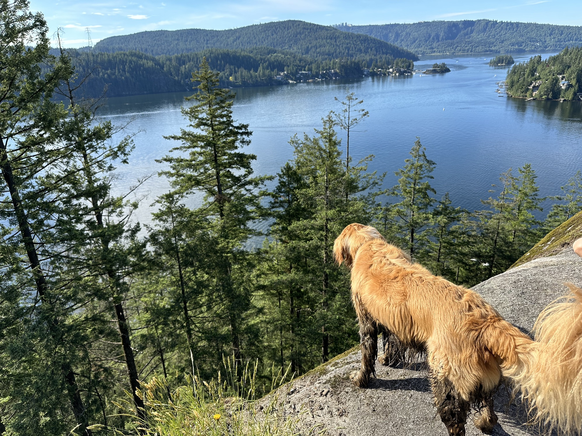 The good boy golden retriever isn’t scared of heights and surveys the landscape from atop Quarry Rock