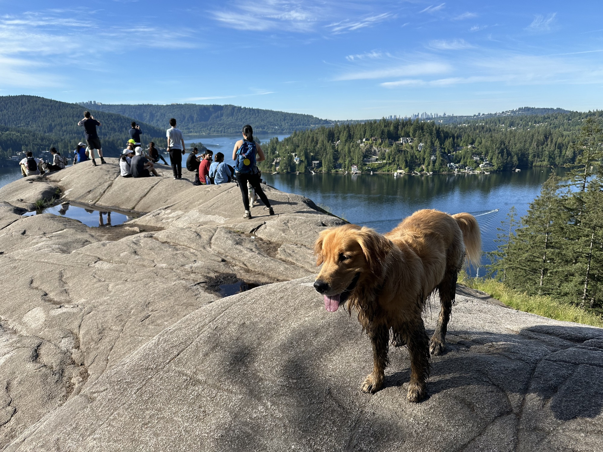 The good boy golden retriever now all muddy, atop Quarry Rock, with lots of people enjoying the view behind him