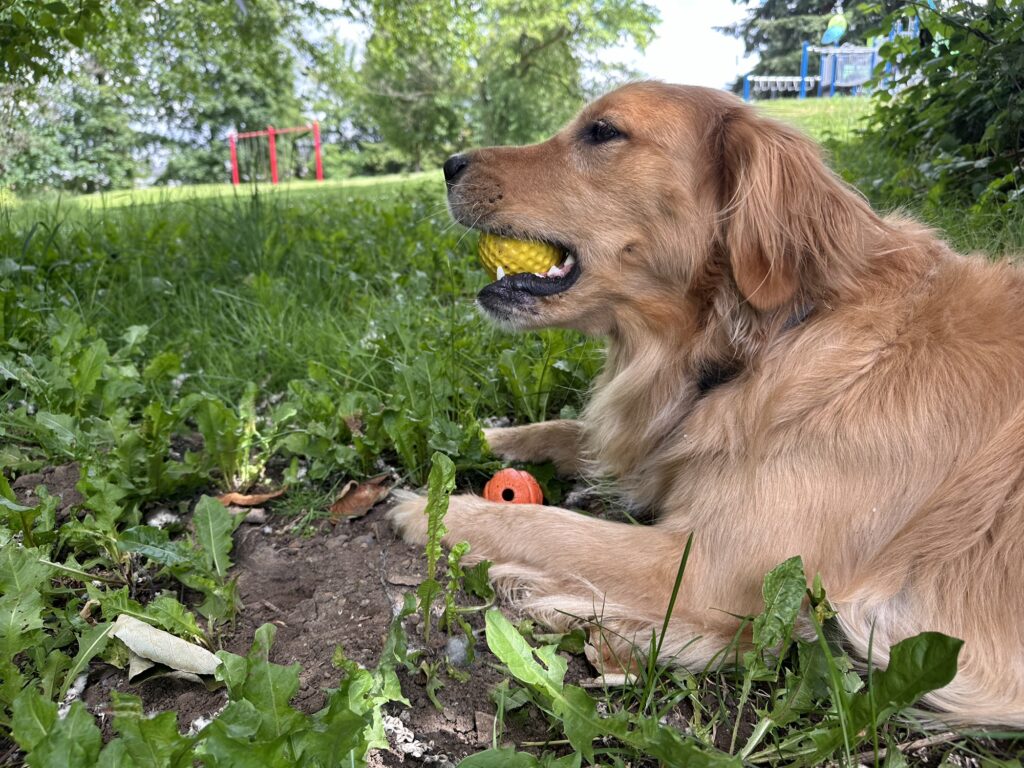 A good boy golden retriever with his ChuckIt! ball on the ground, and a new sort of law golf ball or something in his mouth