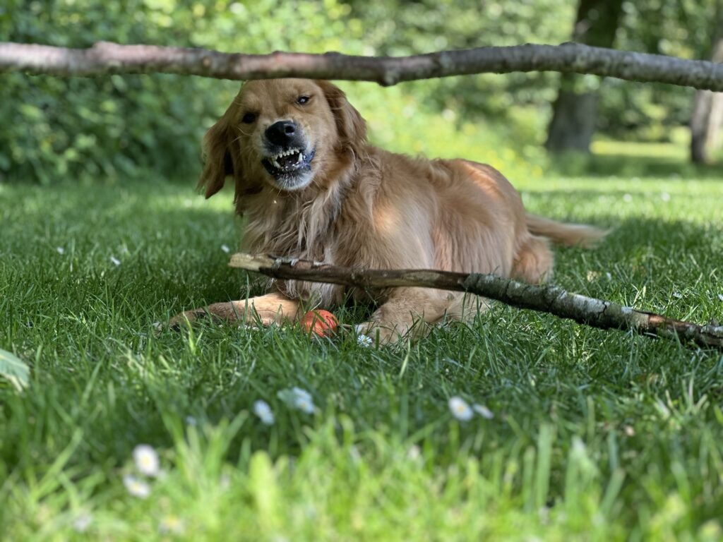 A good boy golden retriever in the middle of chewing a tree branch