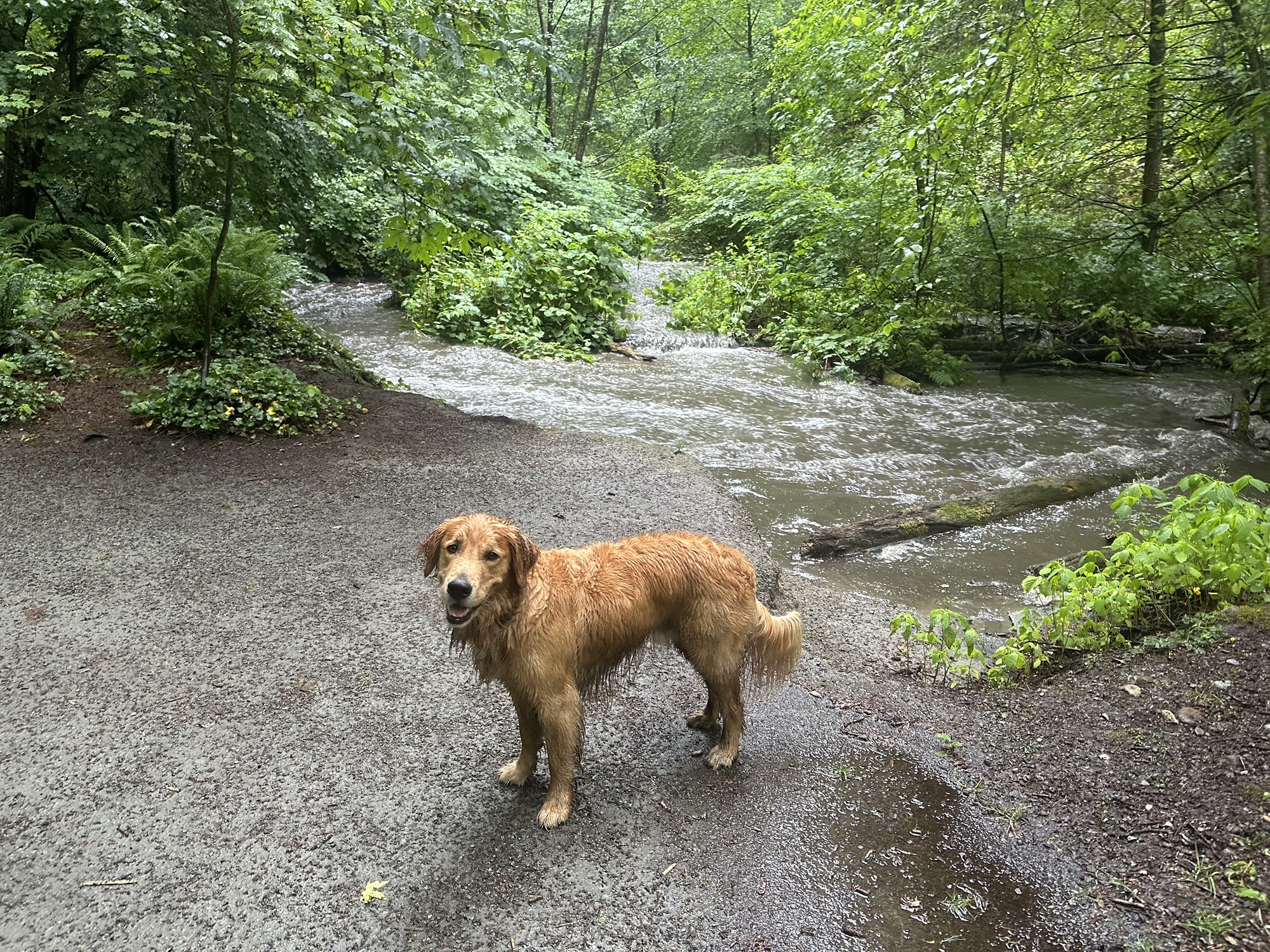 A good boy golden retriever stands in the forest in front of a river