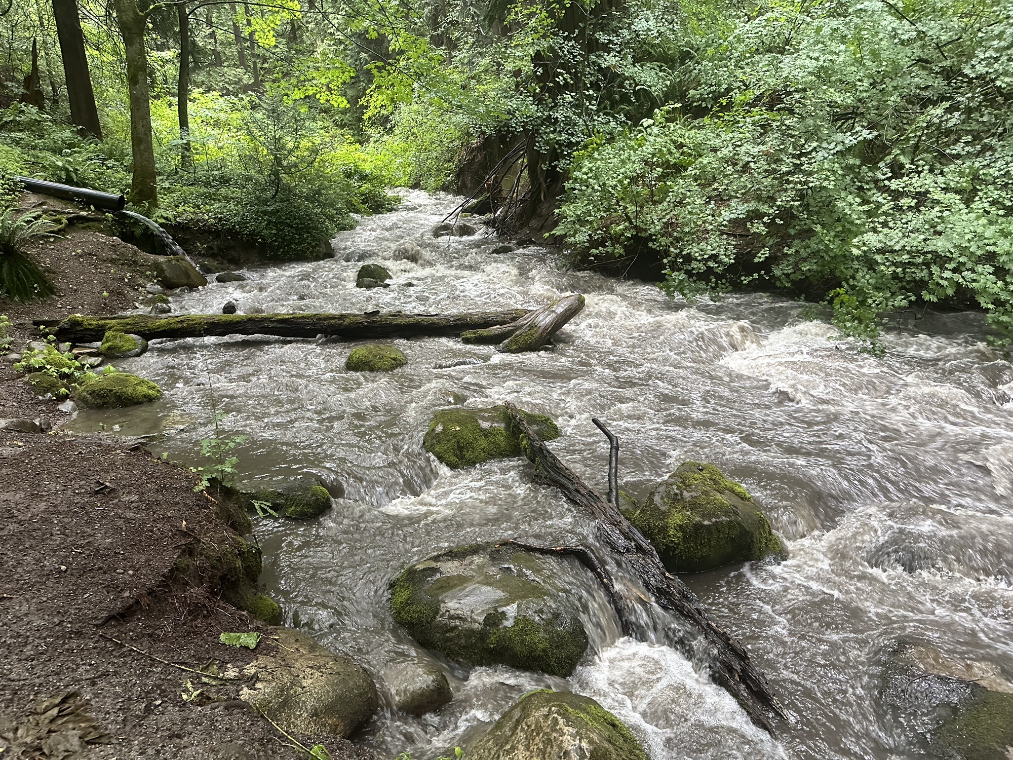 Another part of the river with a pretty quick current