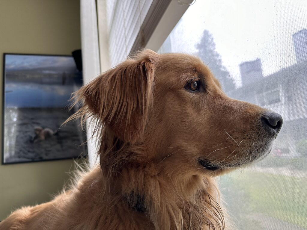 A good boy golden retriever looking out the window to make sure now crows come near the house