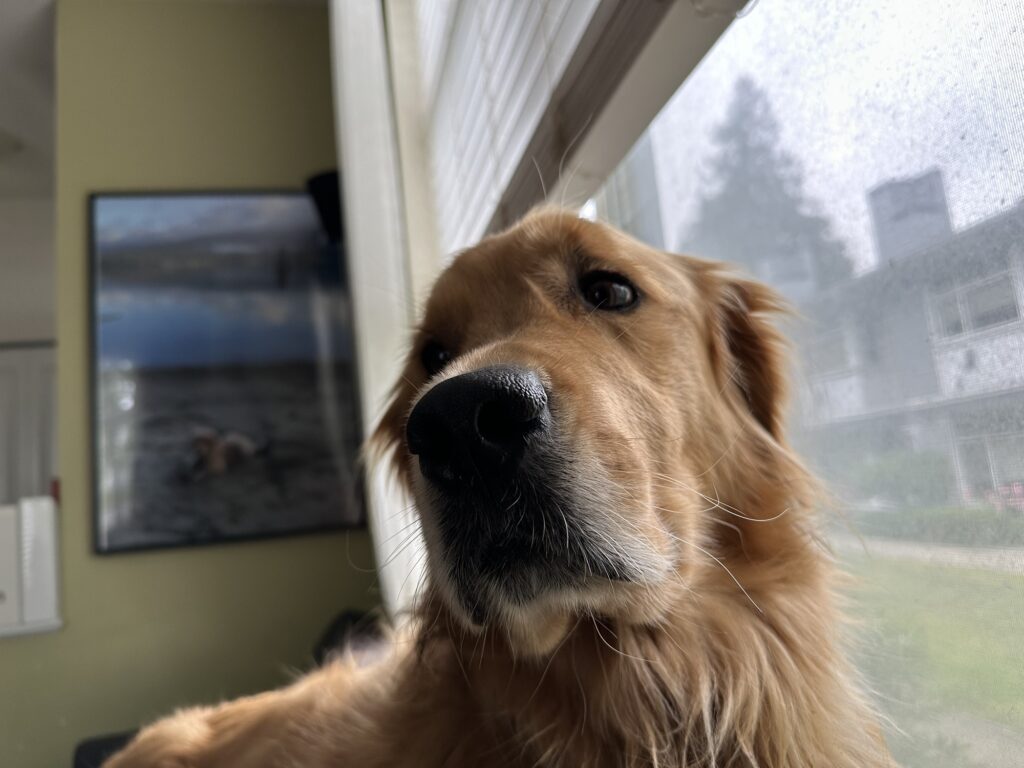 The same good boy golden retriever looking out the *other* window to make double sure