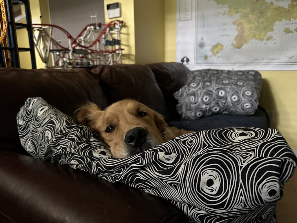 A good boy golden retriever taking a nap on the couch with a pillow under his head