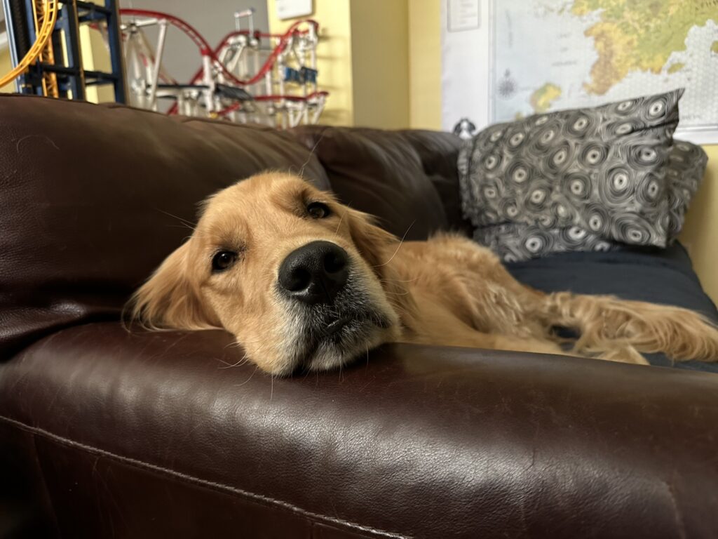 The same good boy golden retriever taking a nap on the same couch, but without a pillow, resting his head directly on the armrest