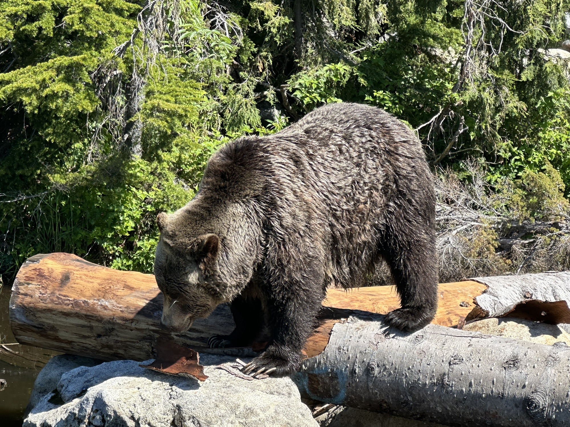 The other grizzly, minding his own business 