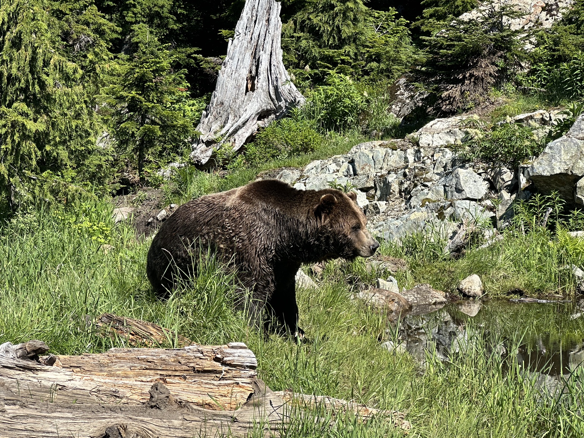 Grinder or Coola (not sure which is which), one of the two rescue grizzlies on Grouse Mountain, chilling by a pool