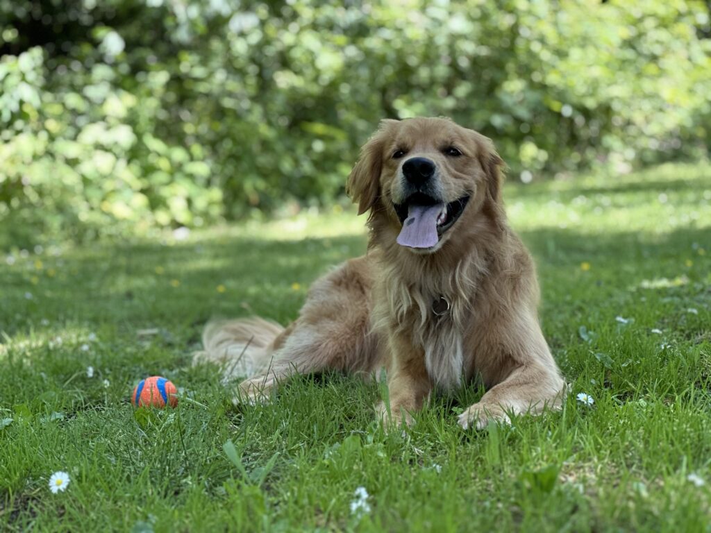 A good boy golden retriever with an orange ball, lying in the grass