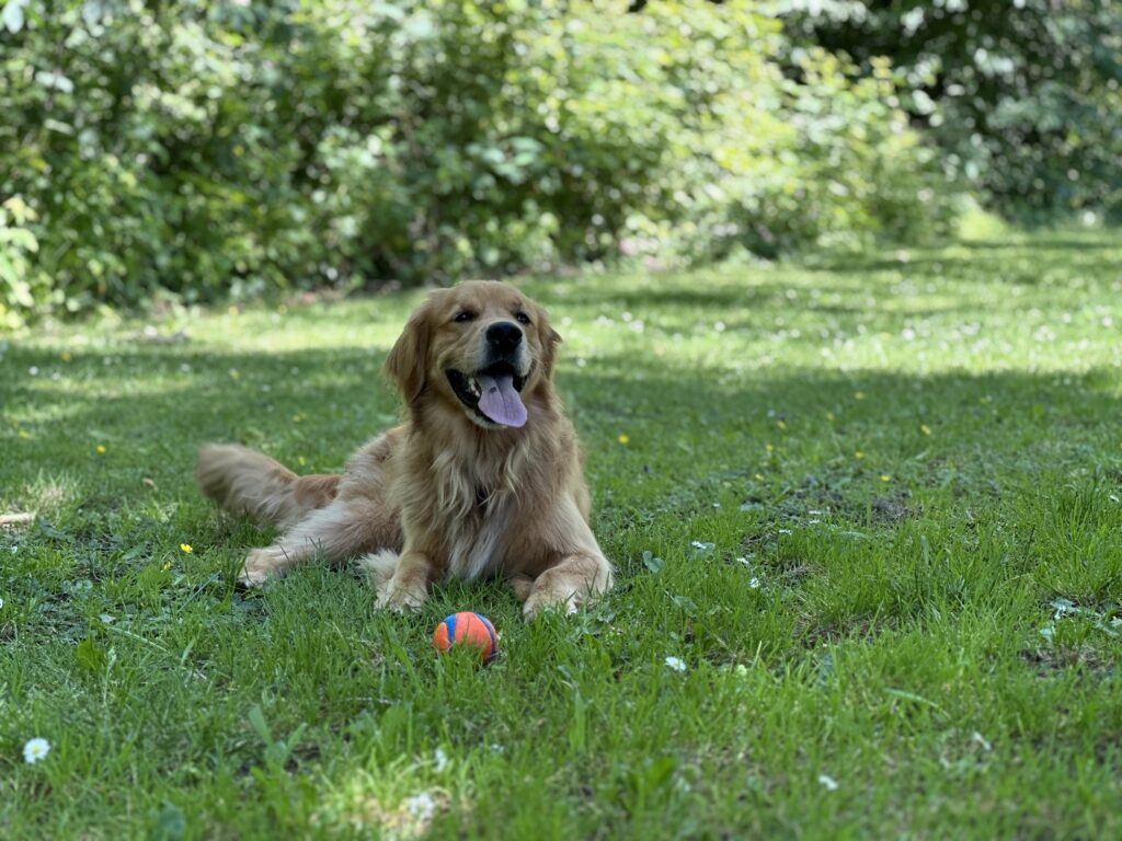 Find your ball, the thing you love to play with