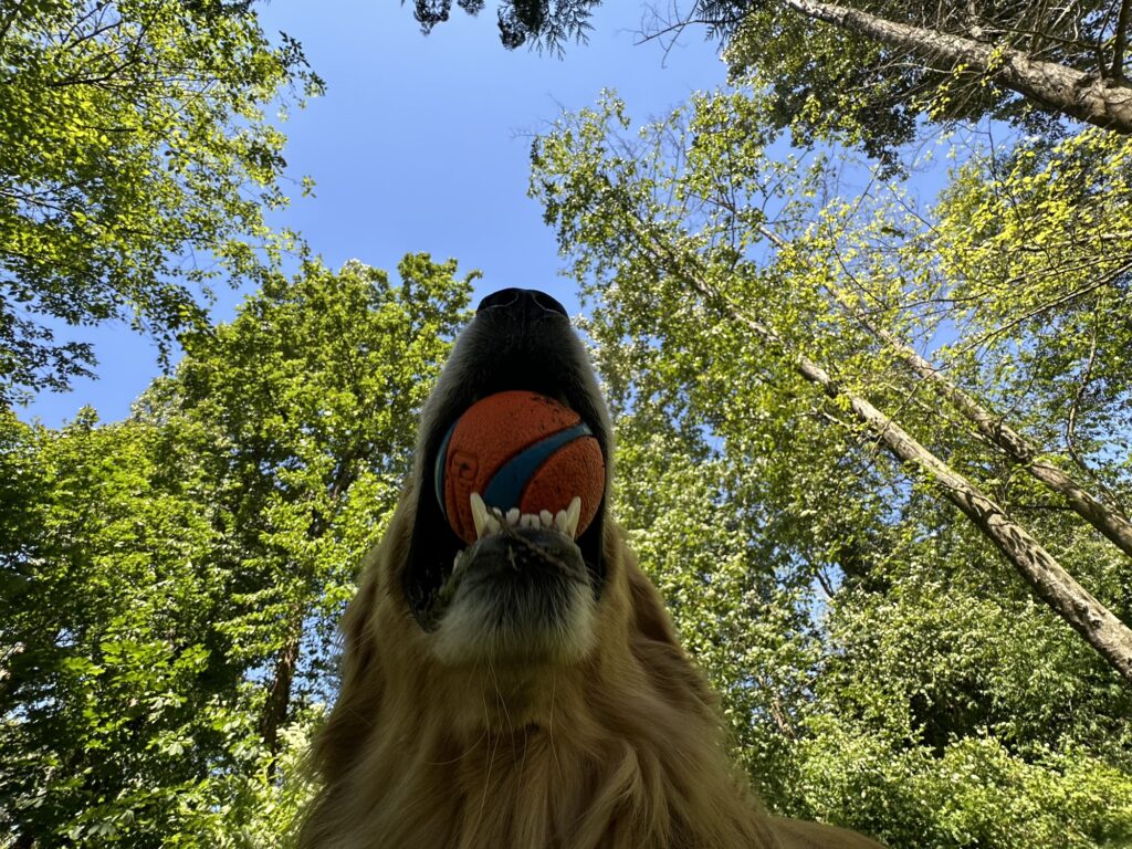 A good boy golden retriever with a ChuckIt! ball in its mouth, shot from below.