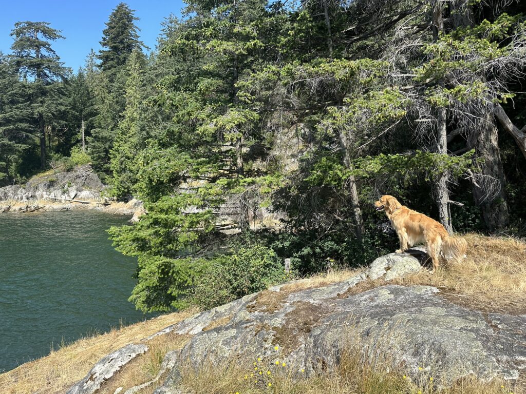 A good boy golden retriever overlooking a small creek from a rocky outcrop in Lighthouse Park, BC