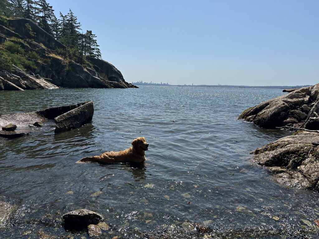 A good boy golden retriever cooling down in the ocean in Lighthouse Park, BC. An old rusty small boat has been left there. Vancouver can be seen in the distance.