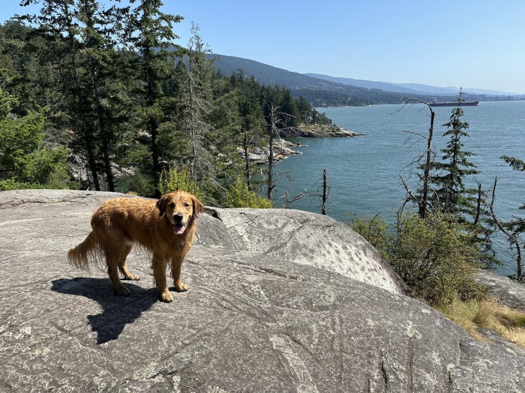 A good boy golden retriever pauses on top of a big rock in Lighthouse Park, BC.