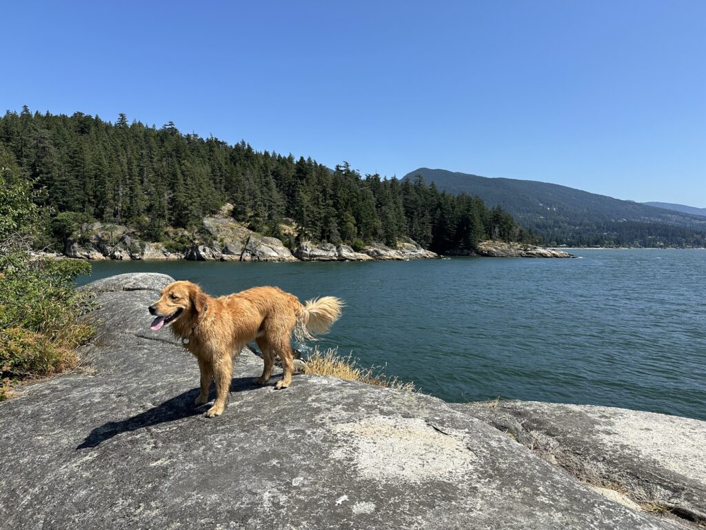 A good boy golden retriever pauses on top of a big rock in Lighthouse Park, BC.