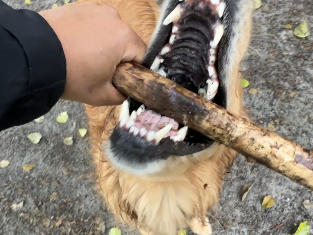 The wide open, sharp teeth filled maw of a golden retriever, bit in on a tree branch. My hand is holding the stick right next to these big teeth