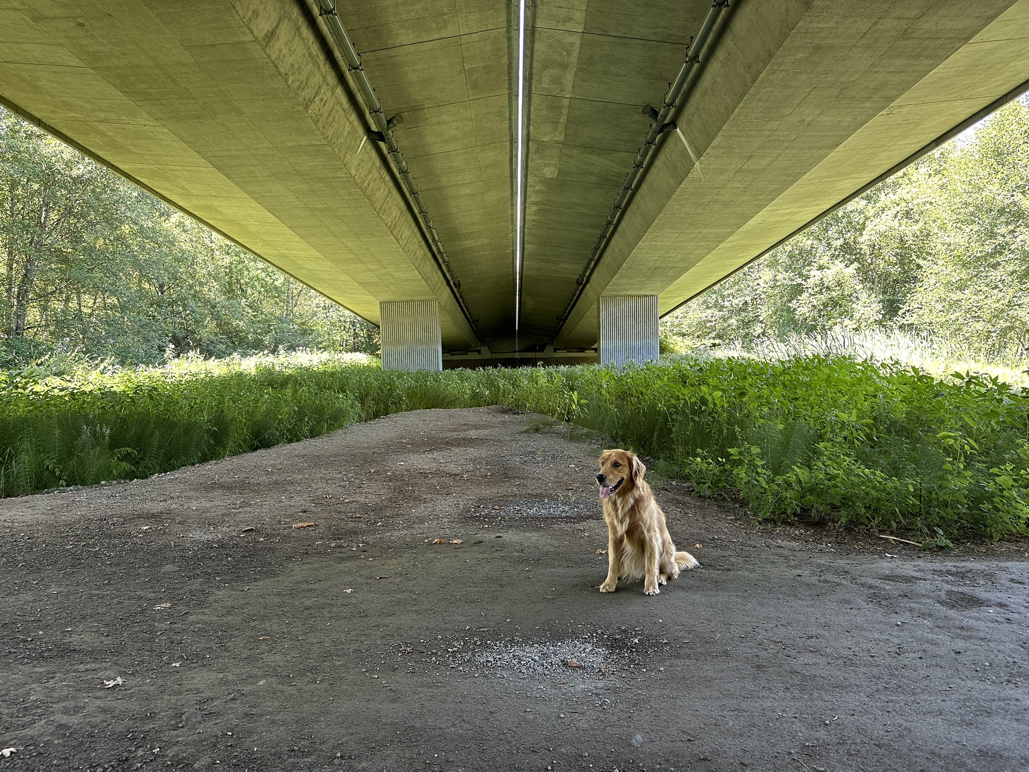 A good boy golden retriever under a bridge