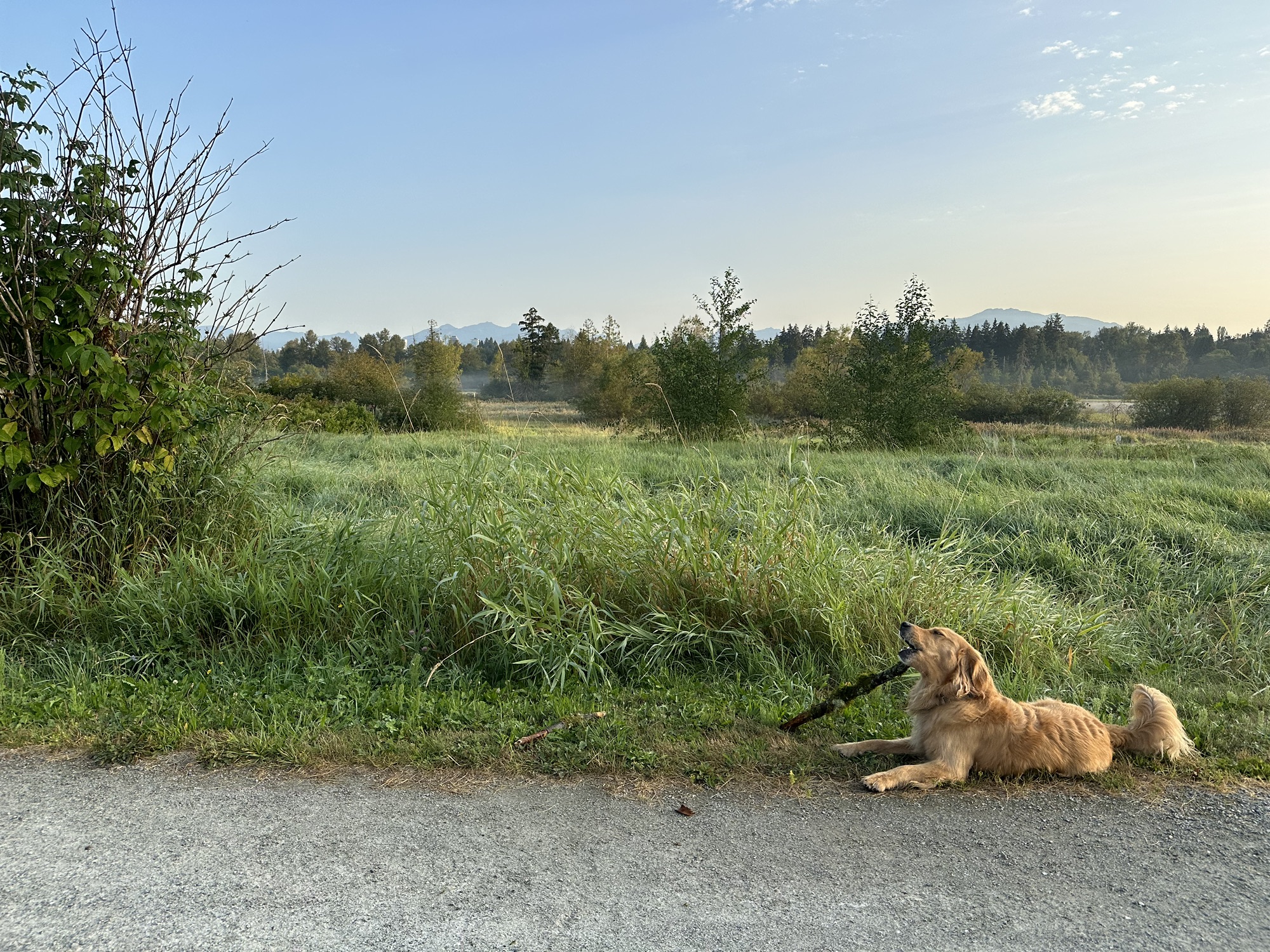 A good boy golden retriever chewing on a stick 