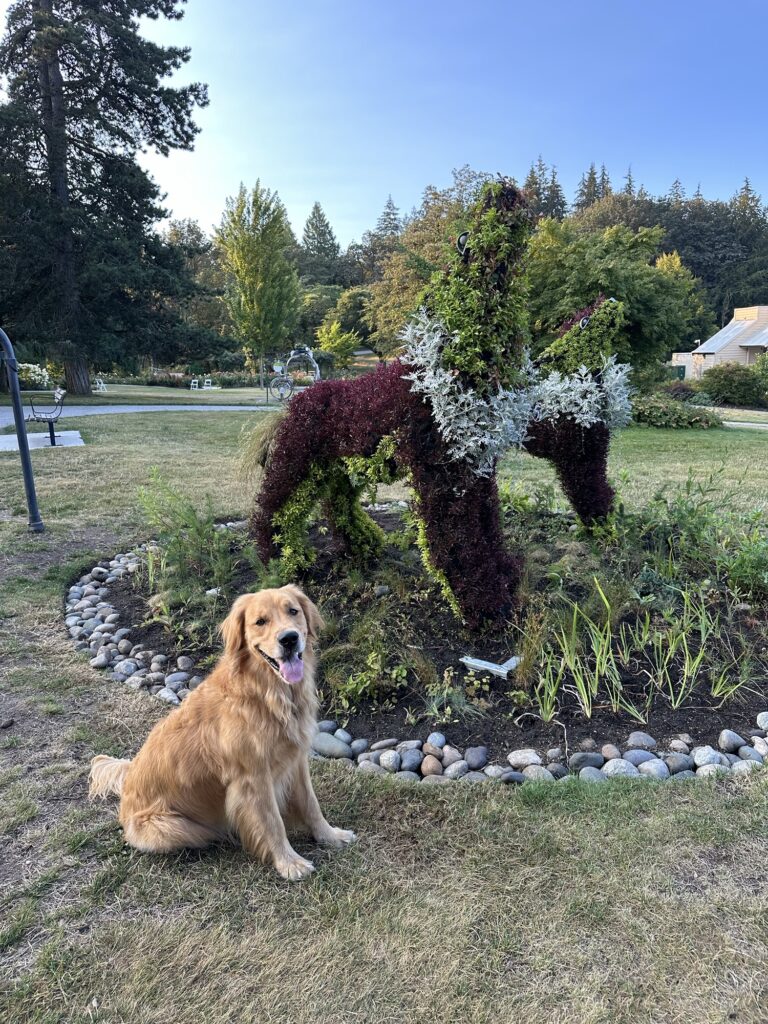 A good boy golden retriever sitting next to two botanic sculptures of dogs in a howling posture