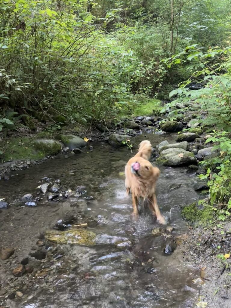 A good boy golden retriever standing in the middle of a stream, shaking the water off 