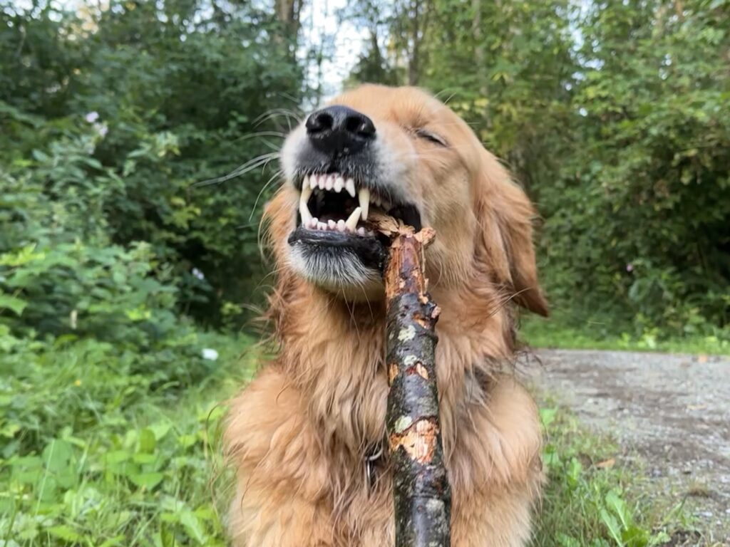 A good boy golden retriever flossing his teeth with a big nice chunky stick of wood