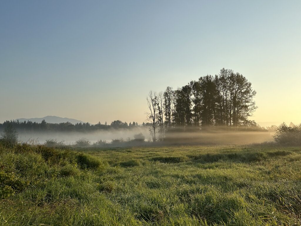 Fog is drawing pale lines across the trees and bushes as we look towards the mountains north of Deer Lake Park