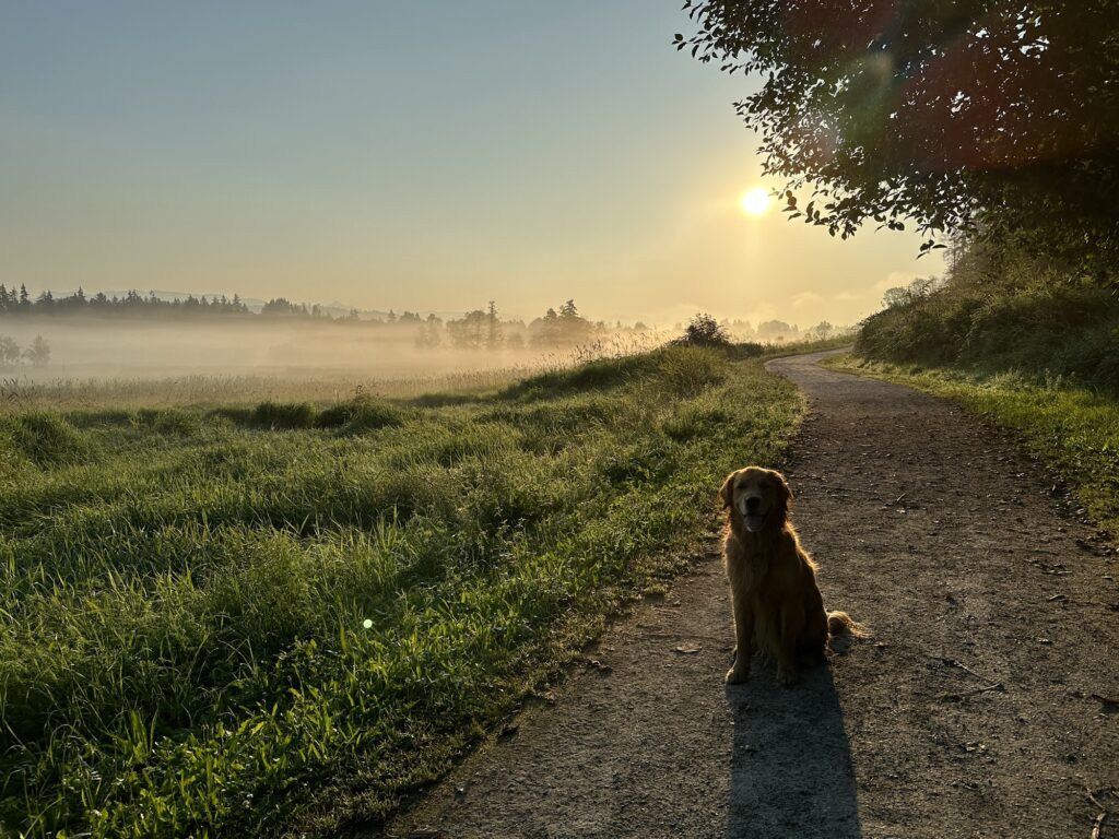 A good boy golden retriever sits on a trail, silhouetted by the morning light behind it. In the background, the morning fog rolls over the green wetlands of Deer Lake Park