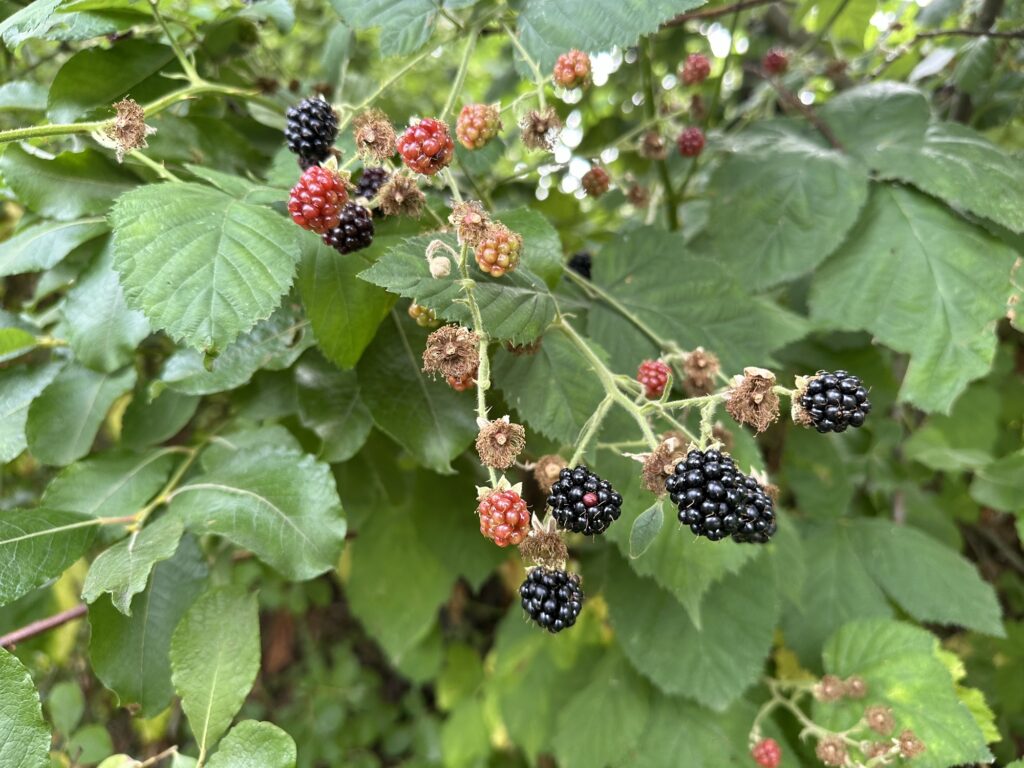 A picture of some blackberries growing over some other tree 