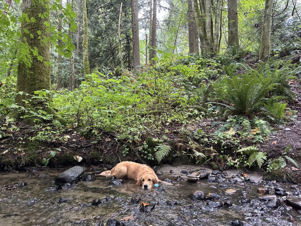 A good boy golden retriever cools down in a shallow stream. Behind him are trees and ferns of various sizes, all wet from a recent rainfall.