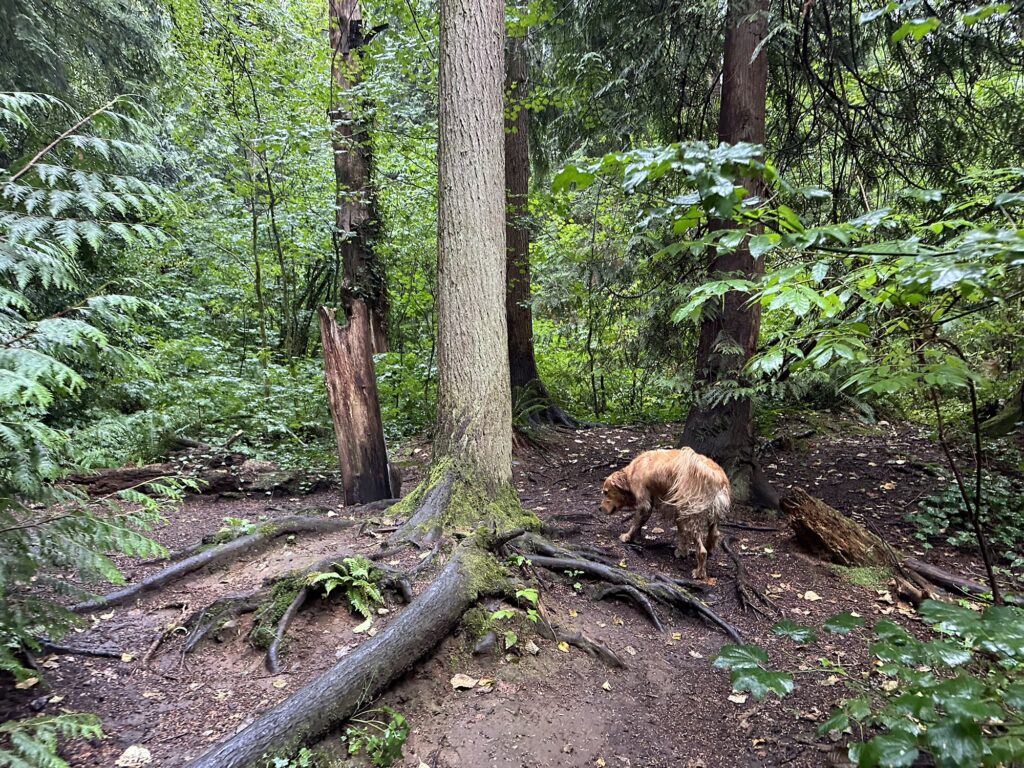 The good boy golden retriever sniffs around various trees with many exposed roots.