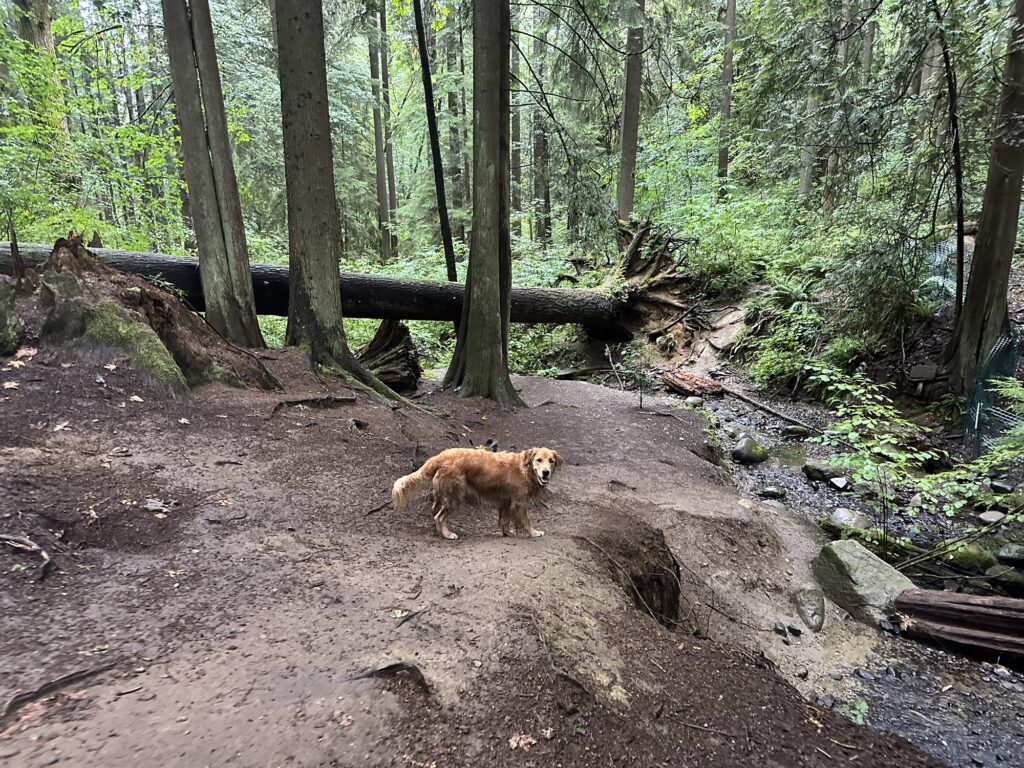 The good boy golden retriever stops in an area of the forest where the ground is mostly dirt. A small stream is on the right, a fallen tree in front.