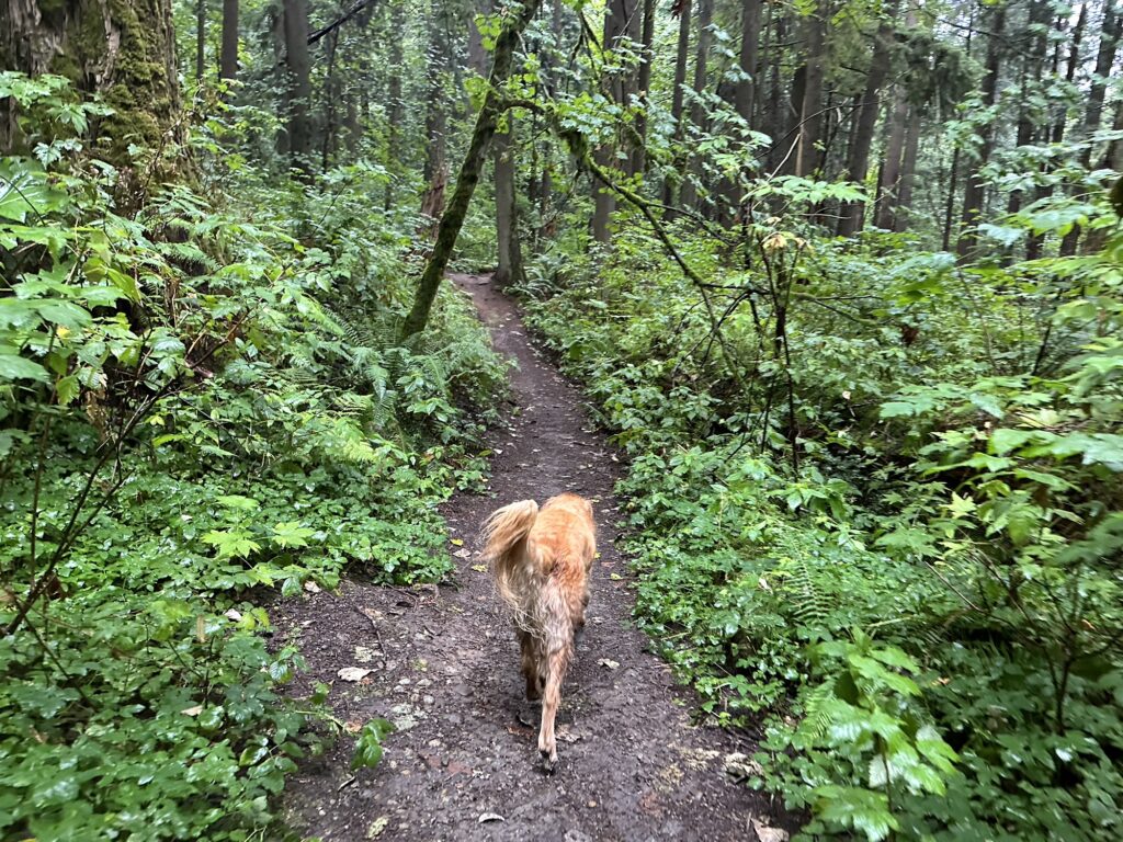 The good boy golden retrieve walks along a narrow trail. On both sides are many rain-covered bushes and ferns.