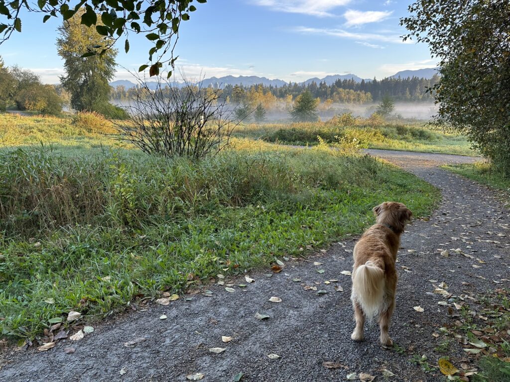 A good boy golden retriever looking at the fog in the distance, rolling over the hills of North Burnaby 