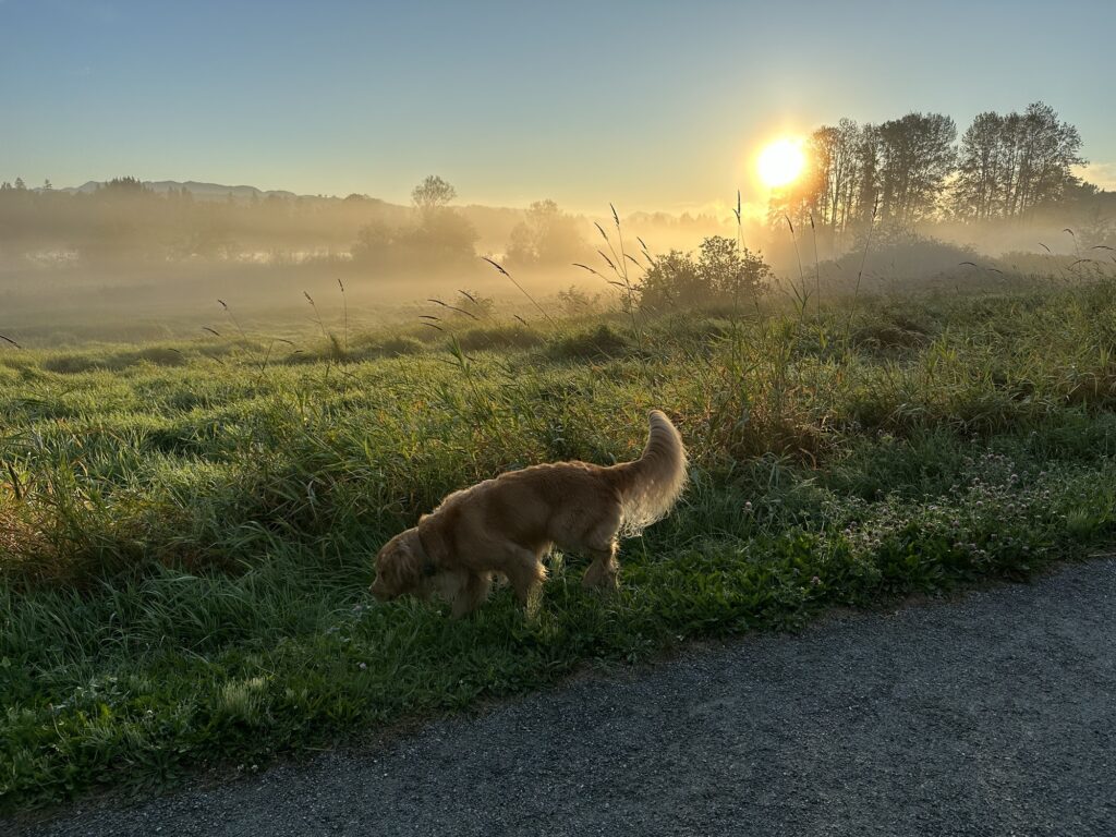 The same good boy golden retriever silhouetted by the rising sun in Deer Lake Park