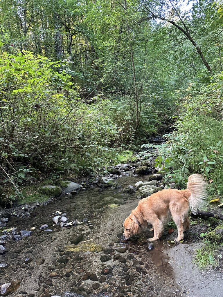 The good boy golden retriever sips a bit of water by a small stream in Deer Lake Park.