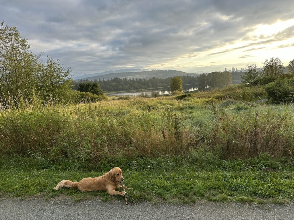 A good boy golden retriever chews a stick by the side of a trail in Deer Lake Park. The lake is visible in the distance, with mountains in the back. The sun rises in the distance under a textured cloud cover.