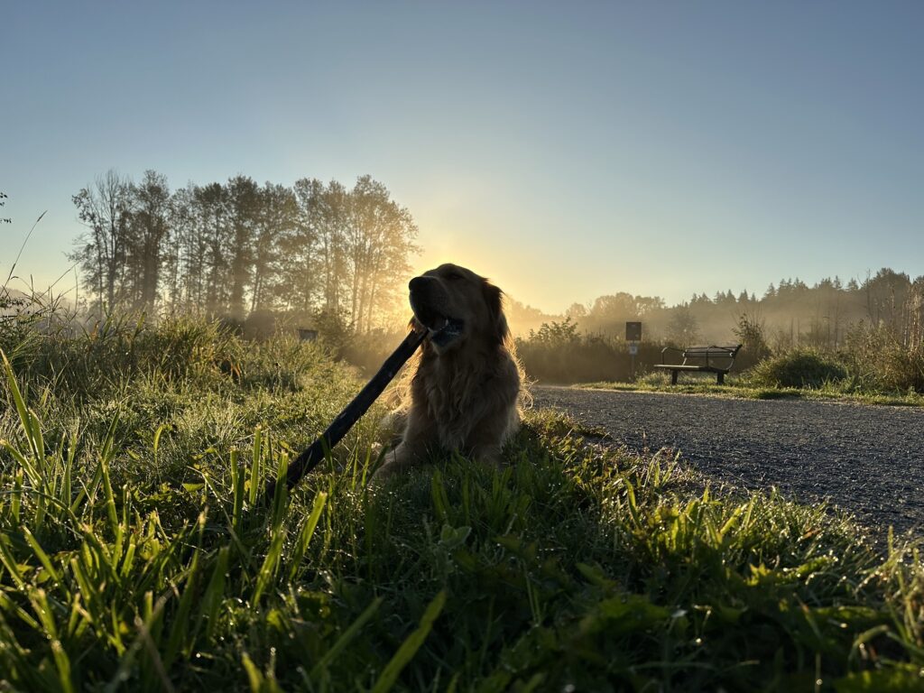 A good boy golden retriever chewing on a stick by the side of a trail in Deer Lake Park, BC. The sun is rising just behind his head.