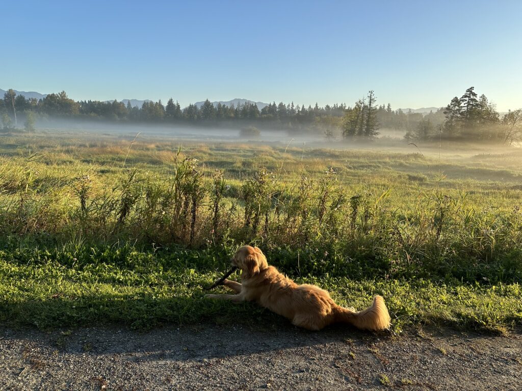 The same good boy golden retriever chewing on another stick, by another trail, still in Deer Lake Park, BC. Beyond are the wetlands covered in the morning fog, with the forest and mountains in the background.