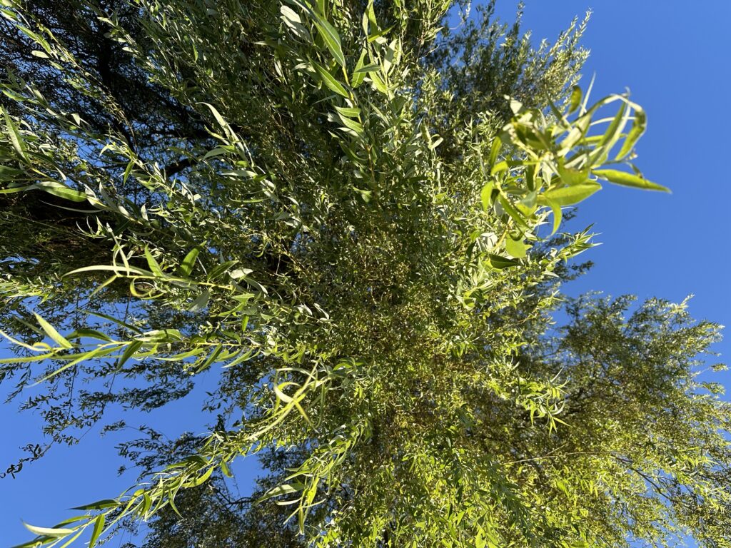 A photo of a weeping willow from under it, as I'm lying on the ground looking up