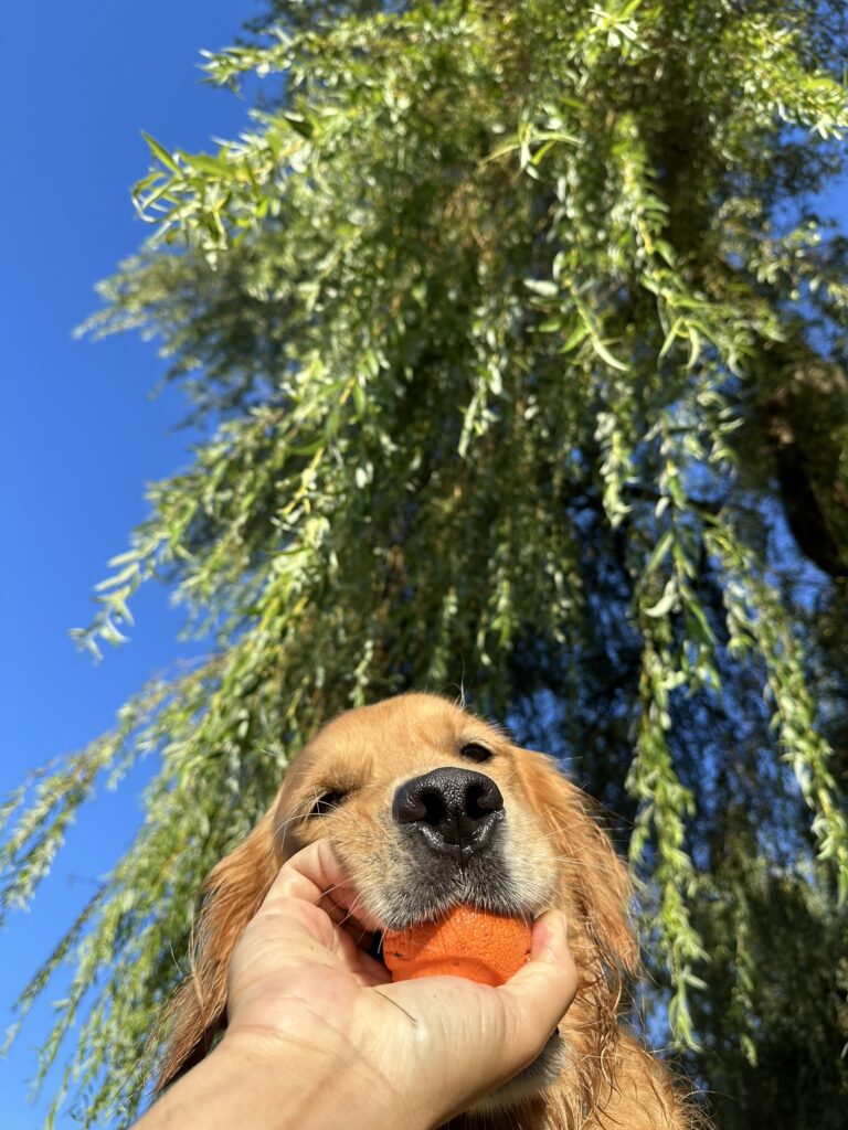 The same photo, but this time with a good boy golden retriever bringing me his very very important ball to play tug with