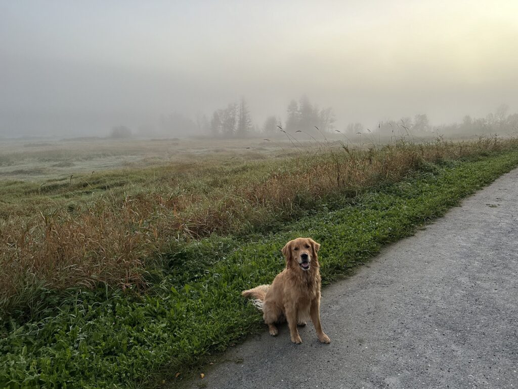 A good boy golden retriever sitting on a trail with fog behind it obscuring the rest of the park